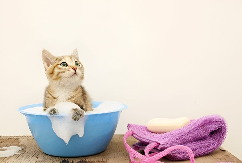 Essential Bathing Tips For Clean Happy Pets